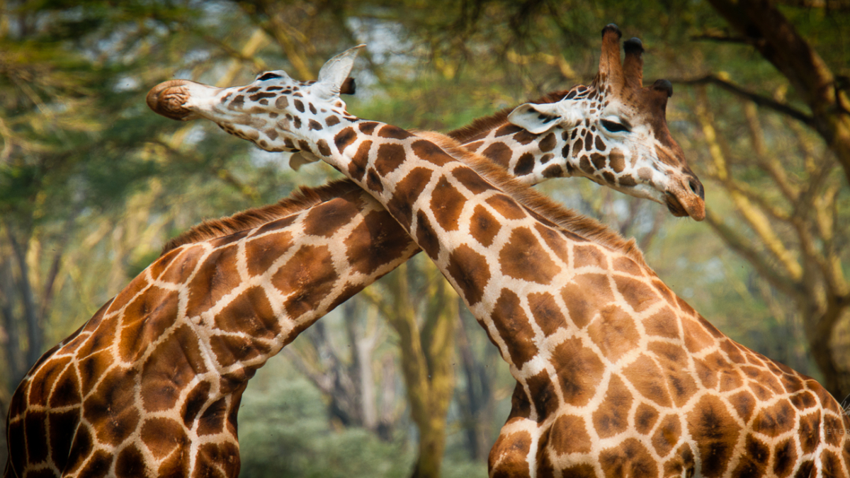 ©pb_nakuru_-_DX3025820110630