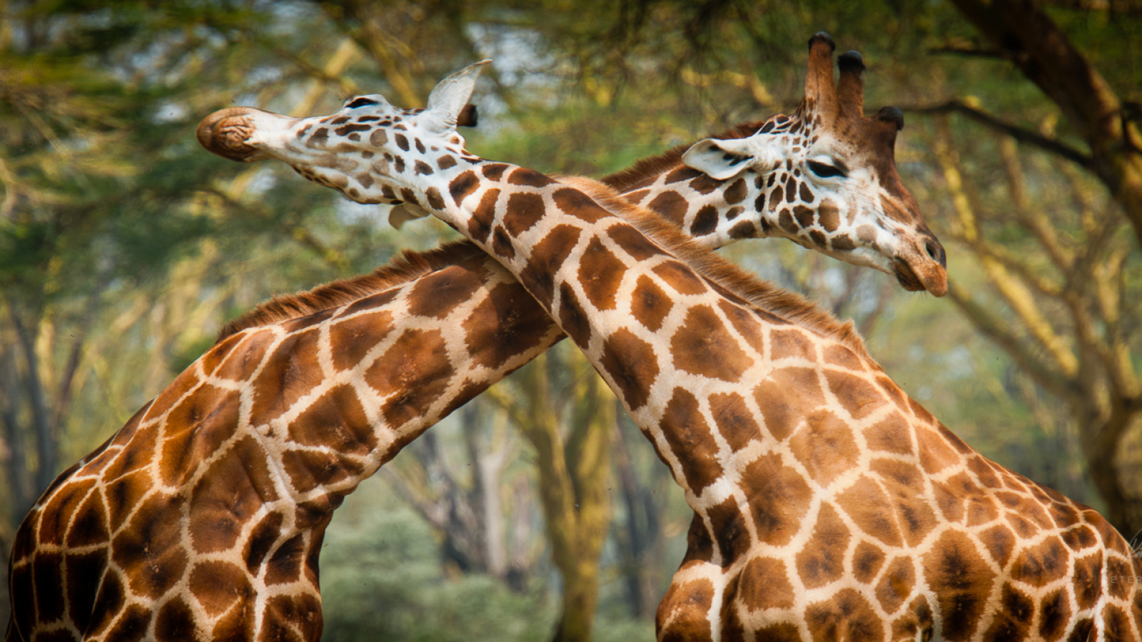 ©pb_nakuru_-_DX3025820110630