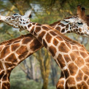 ©pb_nakuru_-_DX3025820110630