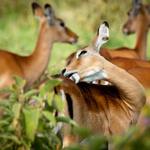 ©pb_nakuru_-_DX3041920110630