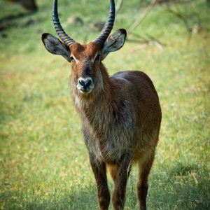 ©pb_nakuru_-_DX3051620110630