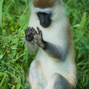 ©pb_nakuru_-_DX3054020110630