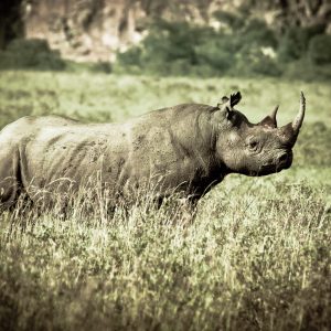 ©pb_nakuru_-_DX3057220110630