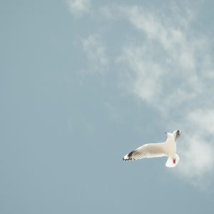©pb_20111011-IMG_0290