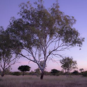 Kalkarindji