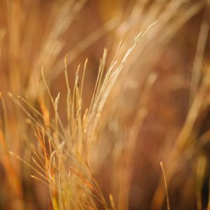 Grass II