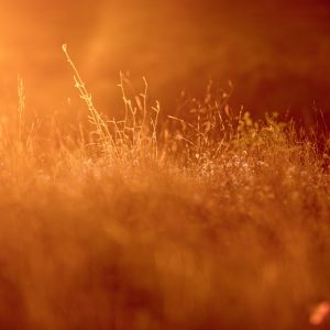 Grass I